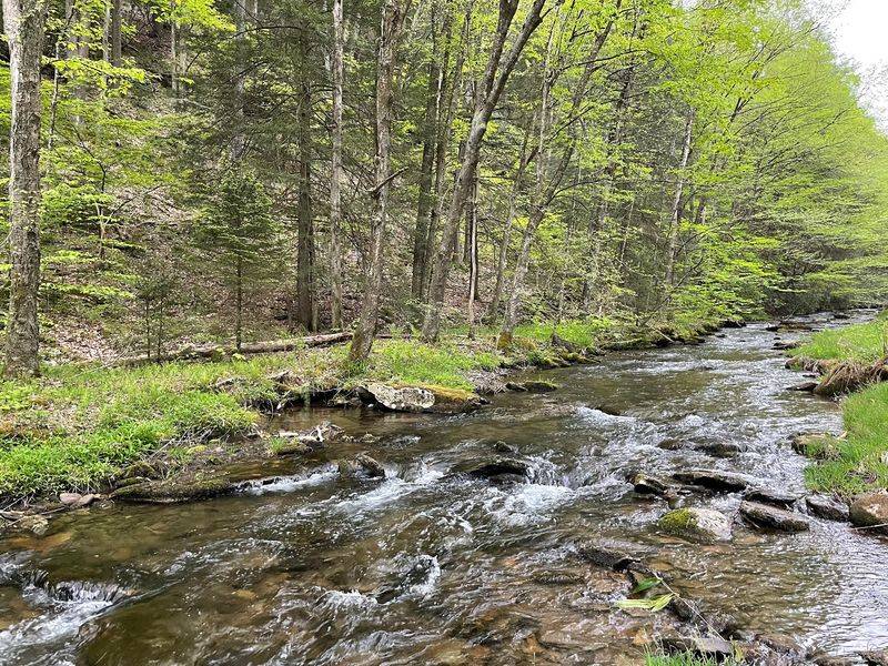 Quehanna Wild Area