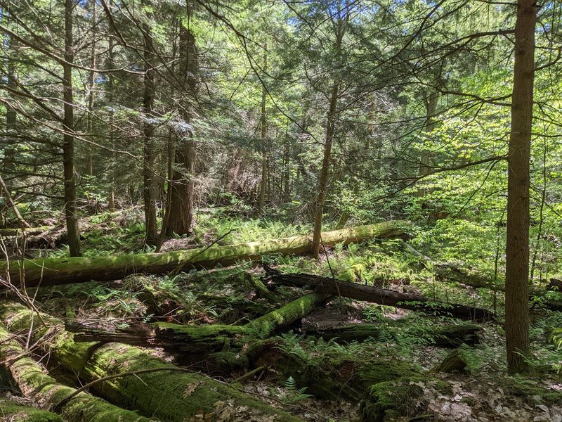 Quiet Camping Close To Towering Trees