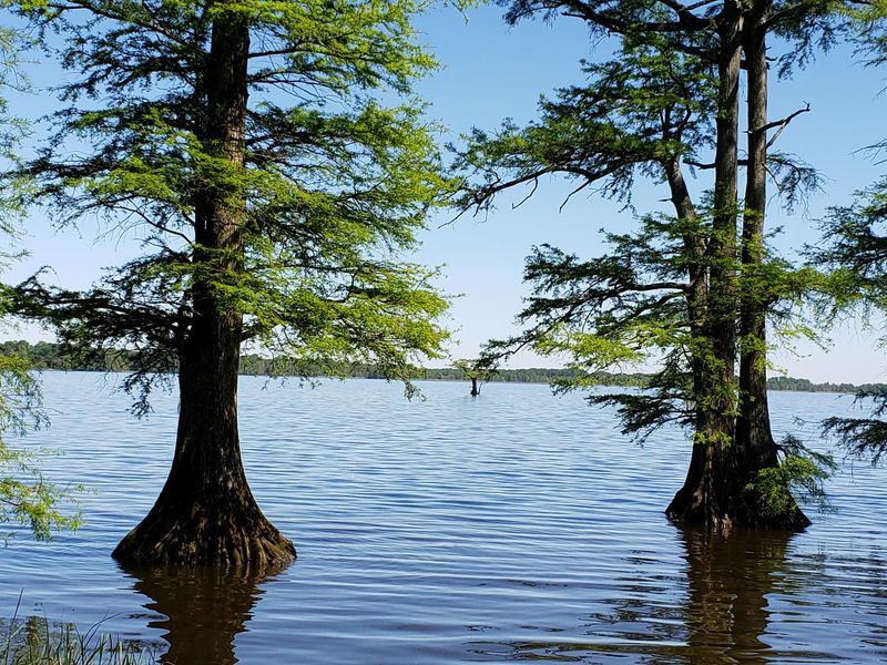 Reelfoot Lake State Park - Tiptonville