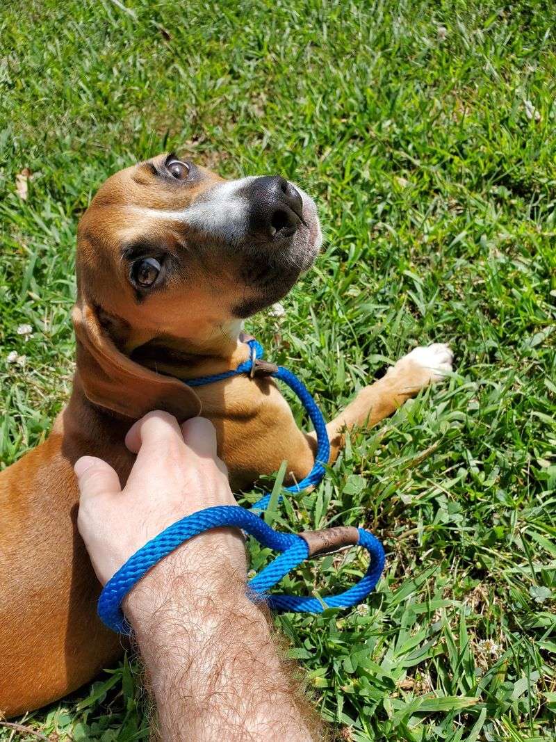 Rescue and Veterinary Care Prepare Every Animal for a Fresh Start Rescue and Veterinary Care Prepare Every Animal for a Fresh Start