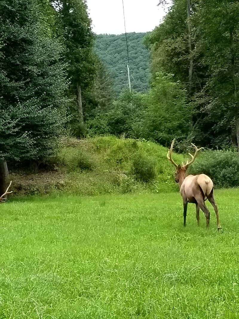 Respect the elk and the landscape Respect the elk and the landscape