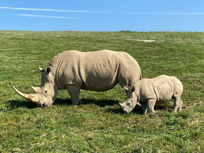 Rhinos are a major reason to visit Rhinos are a major reason to visit
