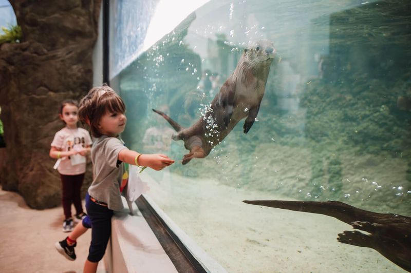 River Otters Steal the Show River Otters Steal the Show