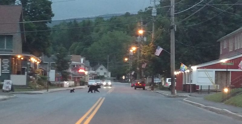 Roadside Encounters Remind Drivers to Slow Down