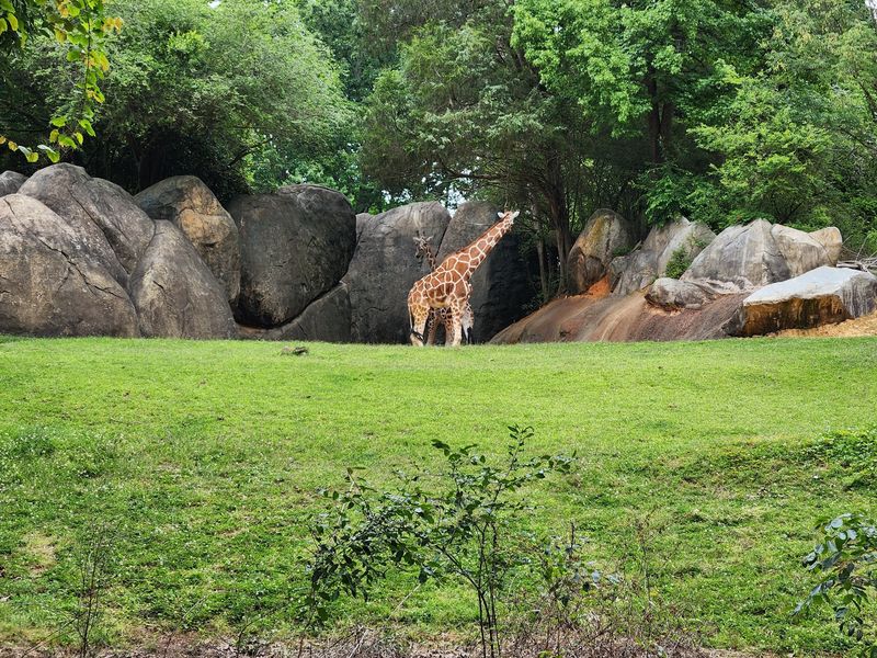 Roomy Habitats Put Animal Comfort First