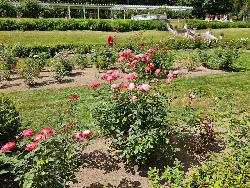 Rose Walks Bring the Brightest Color and Scent