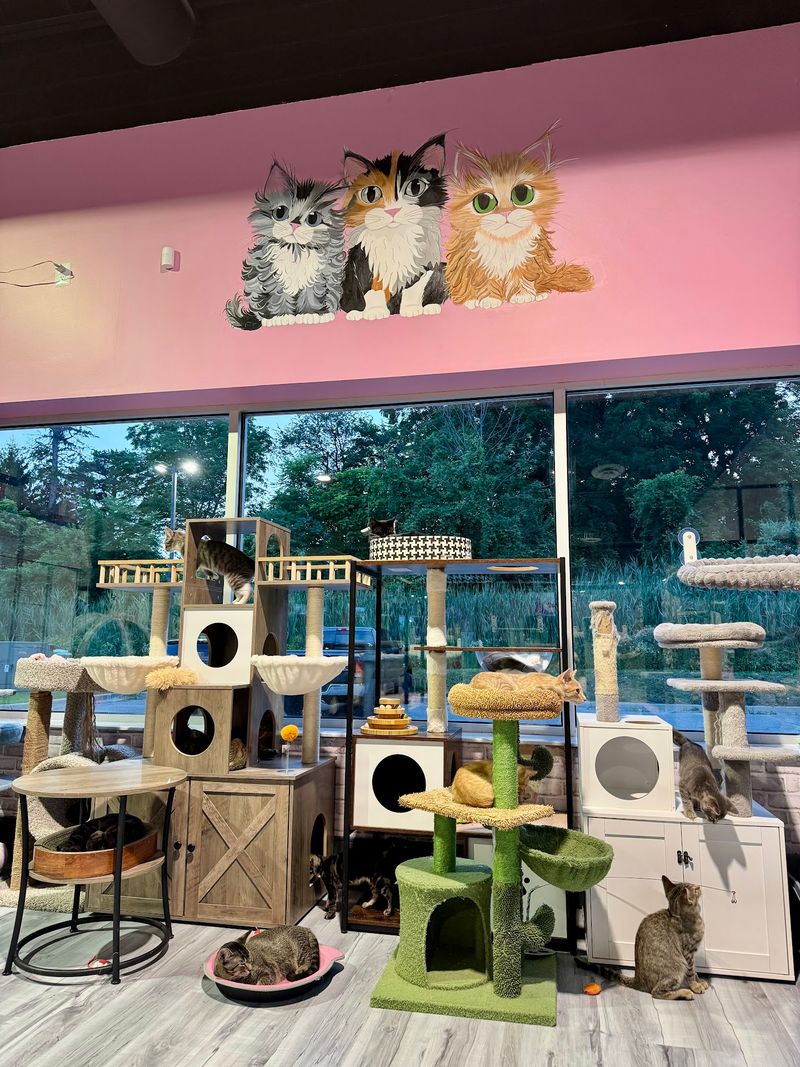 Rosie’s Kitty Catfé - Washington Township Rosie’s Kitty Catfé - Washington Township
