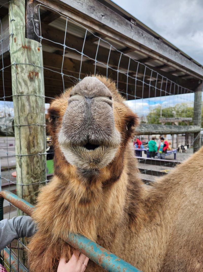 Safari Farm Petting Zoo & Sanctuary Safari Farm Petting Zoo & Sanctuary