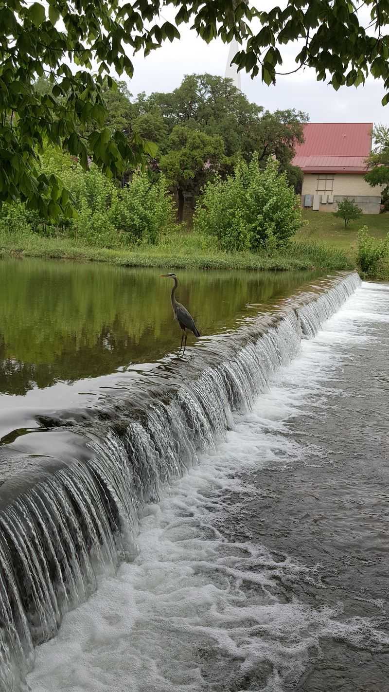 Salado (Central Texas)