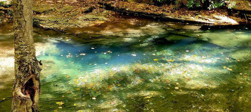 Salamanders, Snails, Fish, and Forest Surprises