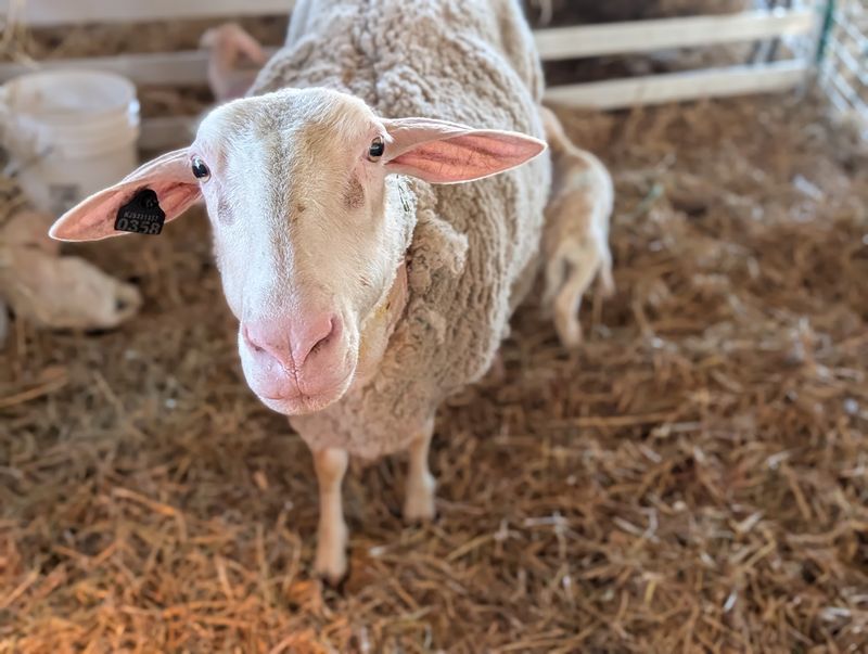 Salt and Clover Sheep Farm — Woodbine Salt and Clover Sheep Farm — Woodbine