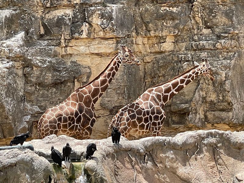 San Antonio Zoo San Antonio Zoo
