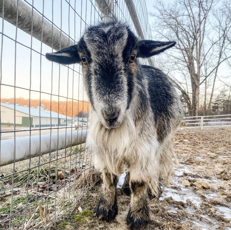 Say Hello to Farm Animals Big and Small