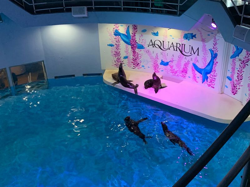 Sea Lion Shows Bring Big Energy To The Day