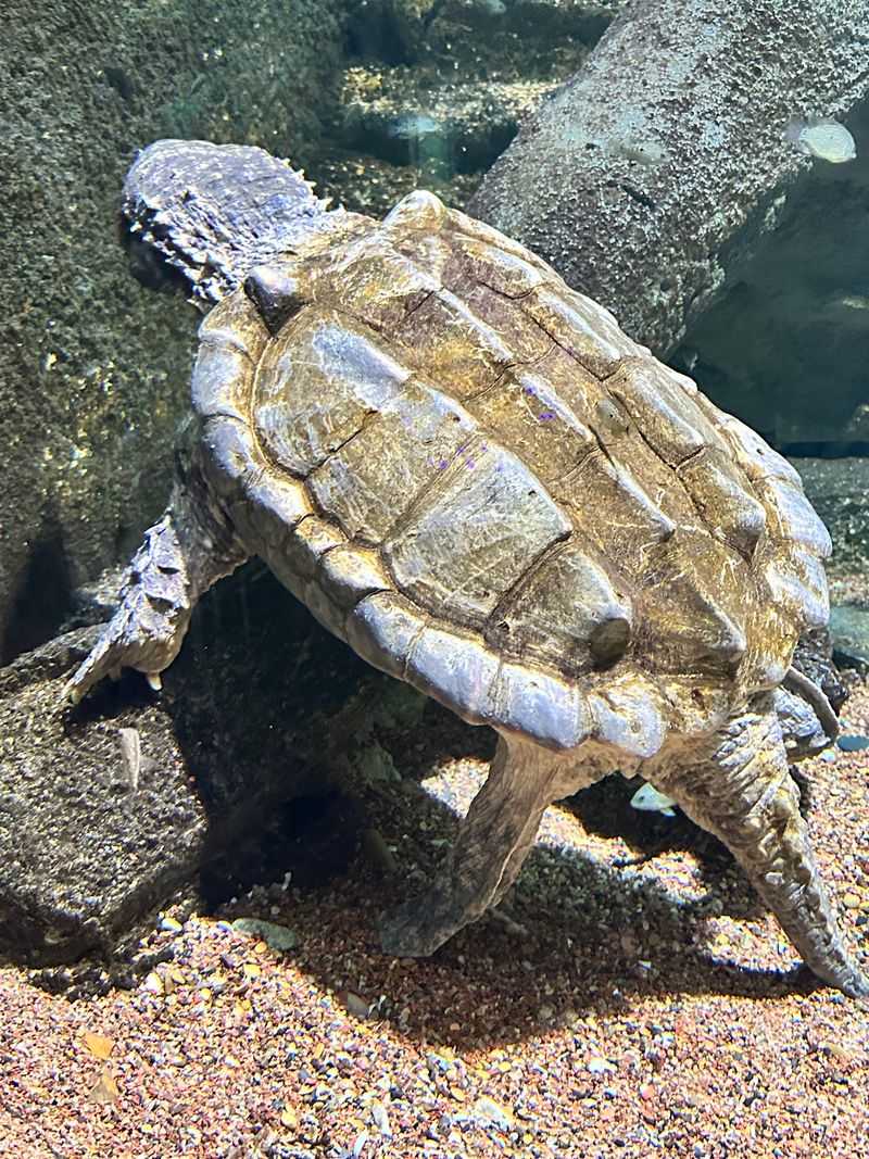 Sea Turtle and Nurse Shark Tank Sea Turtle and Nurse Shark Tank