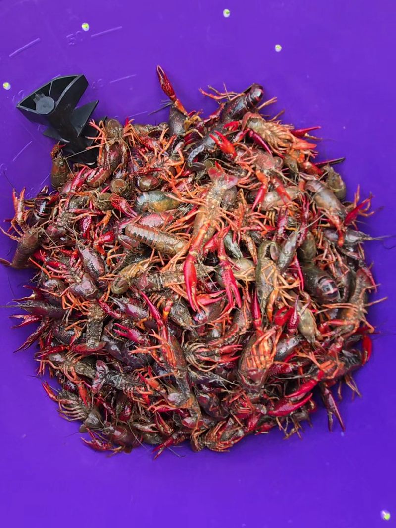 Seasonal Crawfish Handled the Right Way