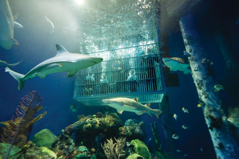 Shark Encounters That Feel Unforgettable Shark Encounters That Feel Unforgettable