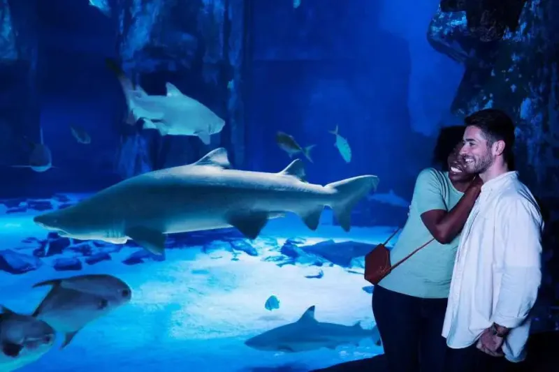 Sharks and Rays Bring a Little Thrill Sharks and Rays Bring a Little Thrill