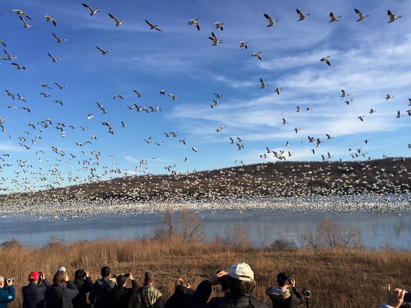 Snow Geese Turn the Sky Into a Moving Cloud