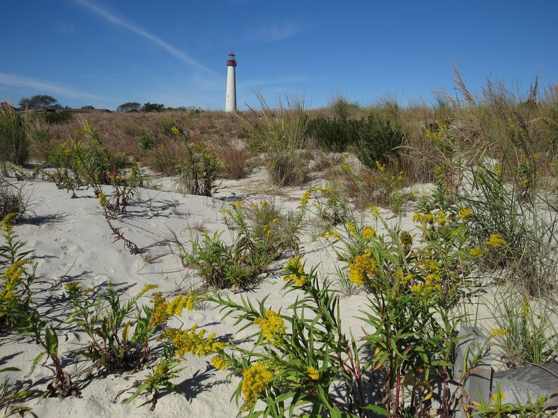 South Cape May Meadows Preserve - Cape May
