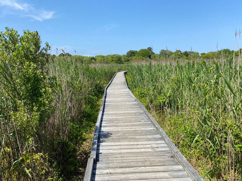 South Cape May Meadows Preserve - Cape May