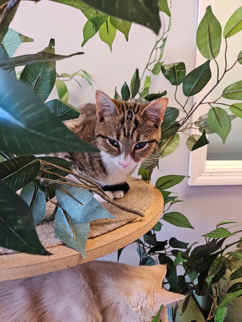 Sponsorship Options for Those Who Can't Adopt