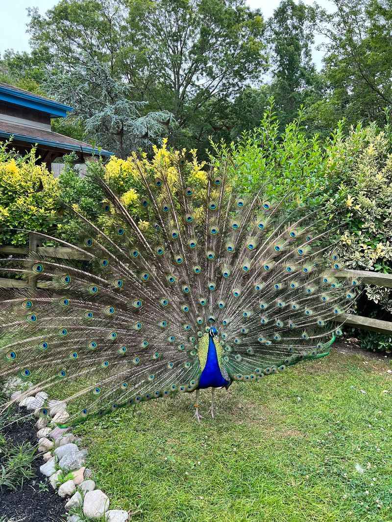 Spot Wildlife at the Cape May County Park and Zoo Spot Wildlife at the Cape May County Park and Zoo