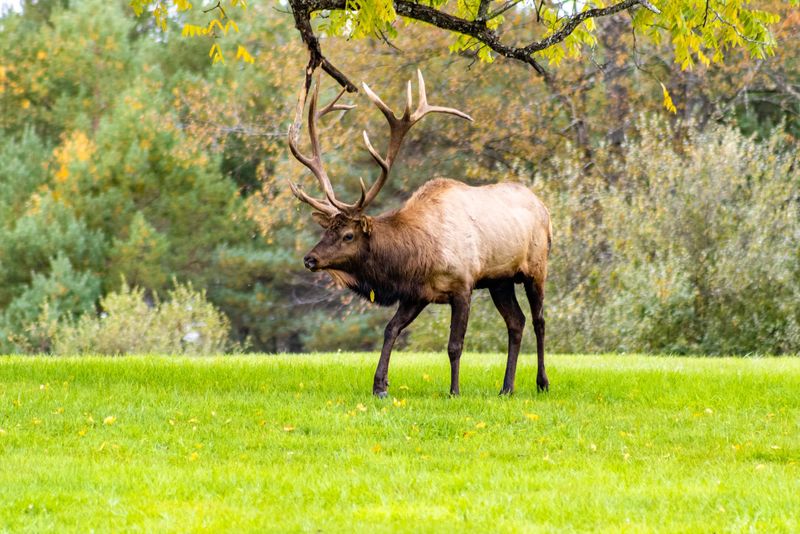 Start at the Elk Country Visitor Center Start at the Elk Country Visitor Center