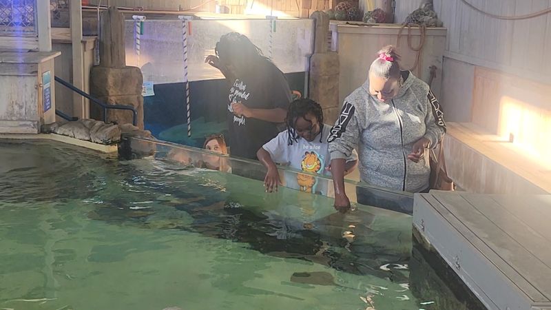 Stingray Feeding Sessions Stingray Feeding Sessions