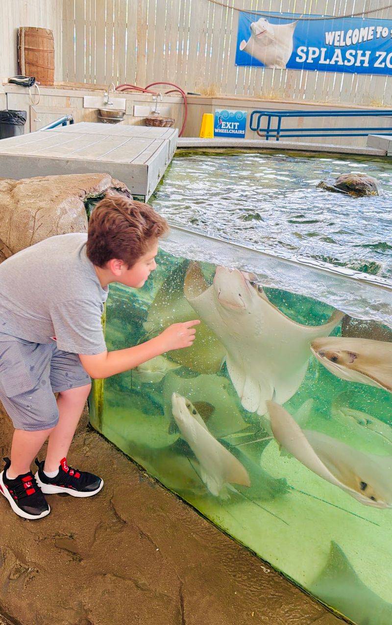 Stingray Touch Tank Experience Stingray Touch Tank Experience