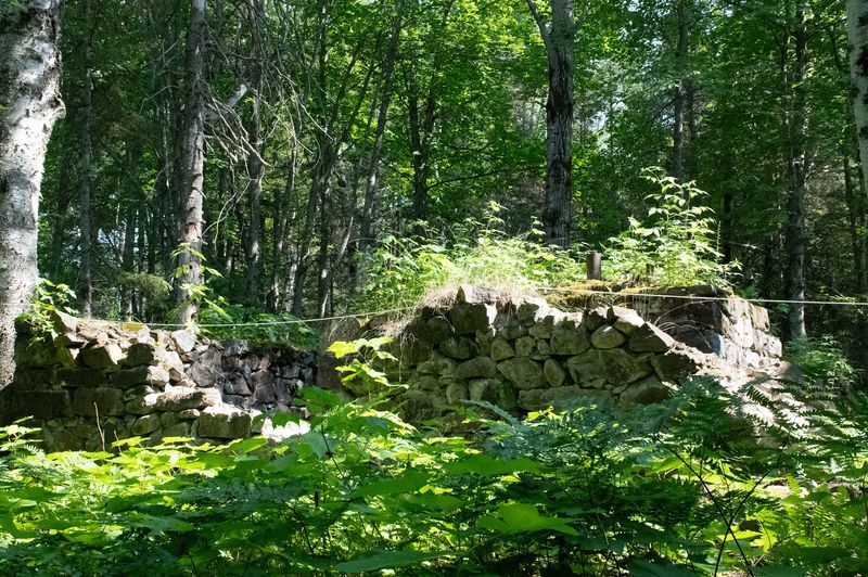 Stone Walls in the Woods