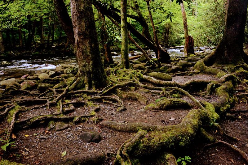 Sugarlands Valley Nature Trail, Gatlinburg Sugarlands Valley Nature Trail, Gatlinburg