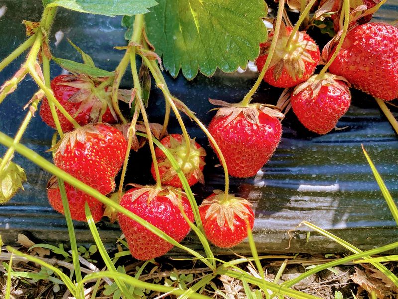 Summer Produce Travels Straight From the Fields to the Farm Market