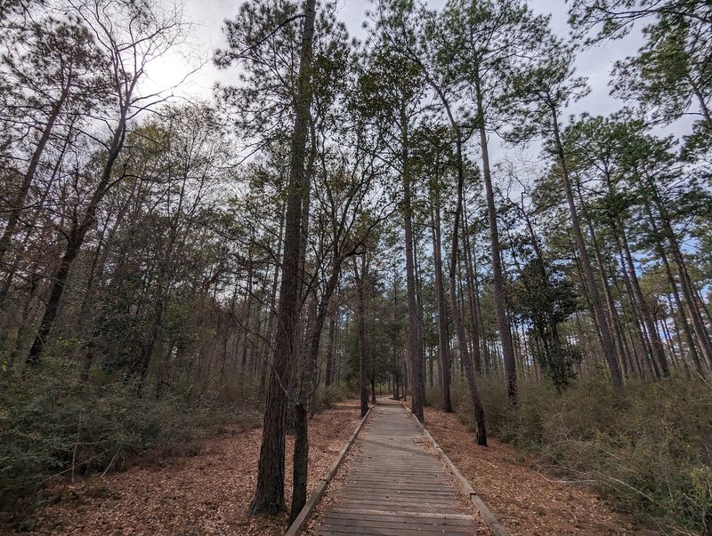Sundew Trail, Big Thicket National Preserve (Warren)