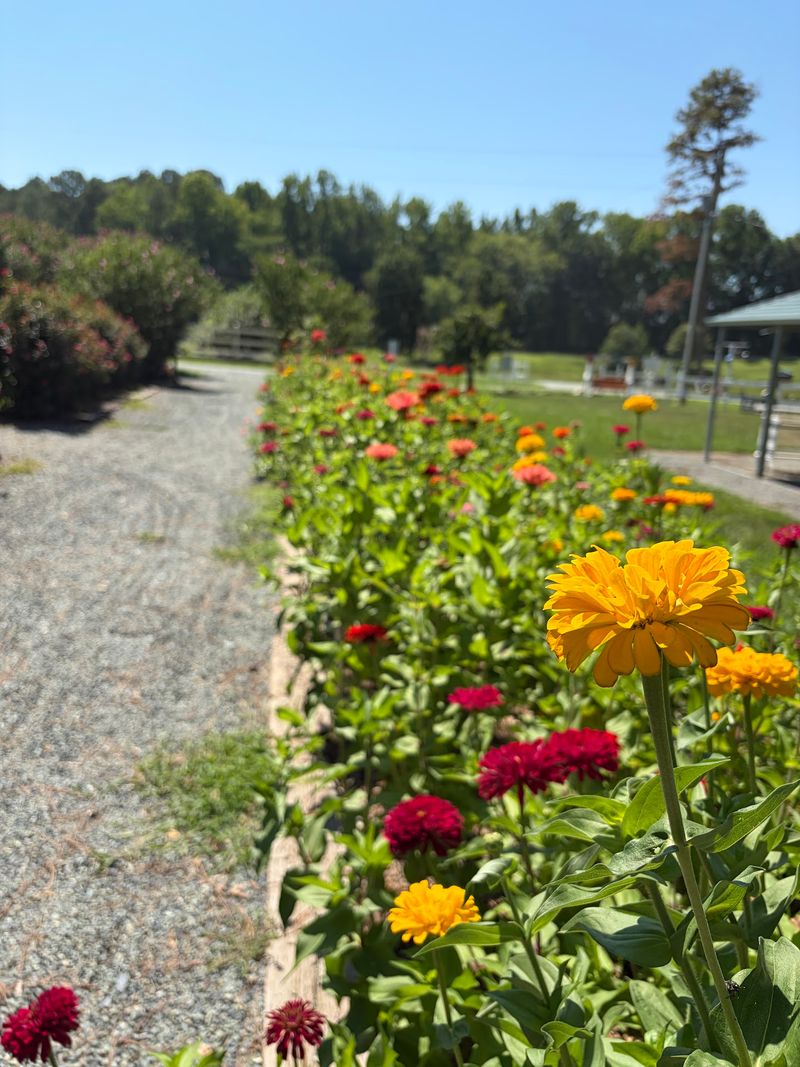 Sunflowers and Zinnias Add a Bright Pop of Color