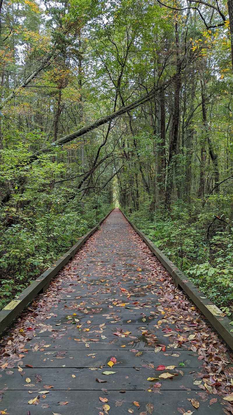 Swamp Trail Boardwalk at Estell Manor County Park - Estell Manor