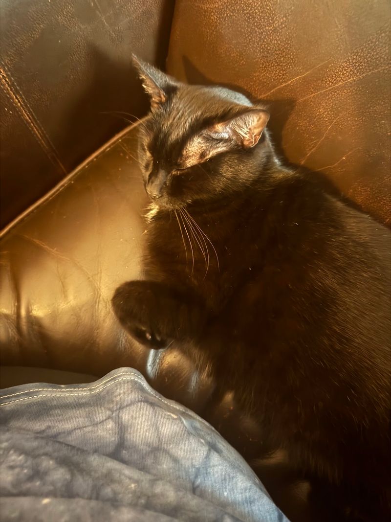 Sweet, Social Cats Ready to Steal Your Heart