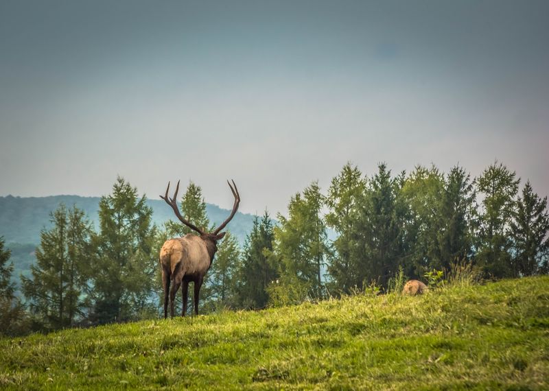 Take better wildlife photos Take better wildlife photos