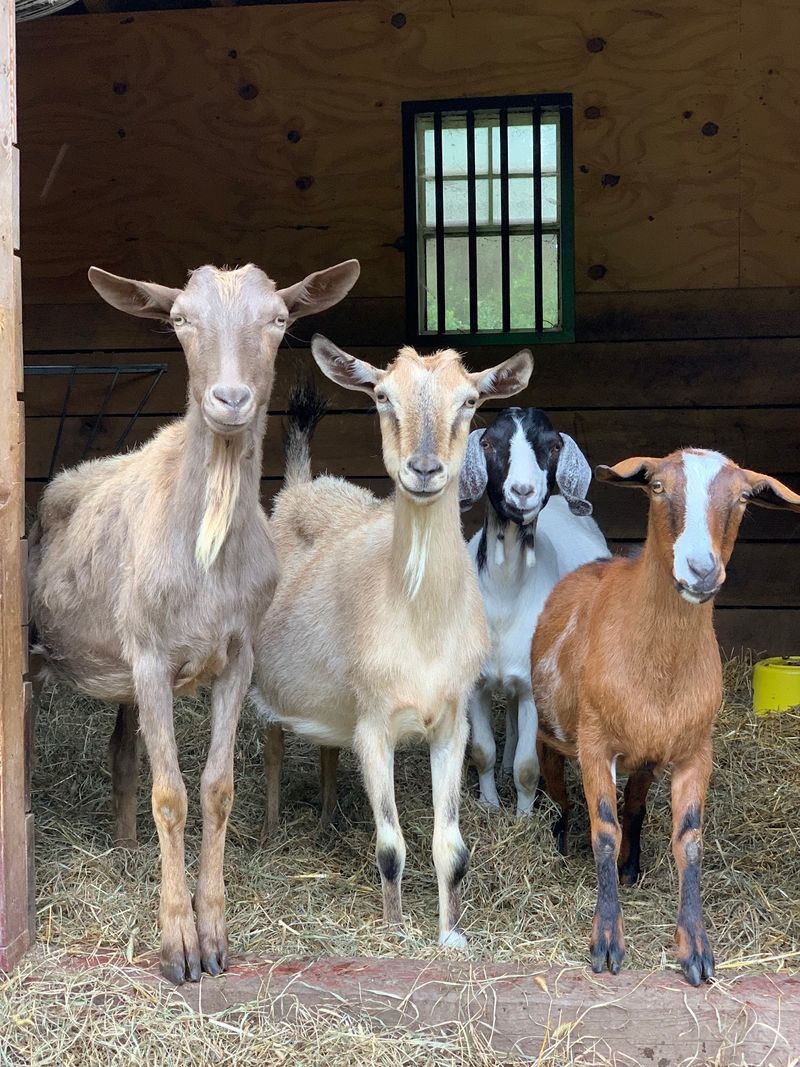 Tamerlaine Sanctuary & Preserve - Montague