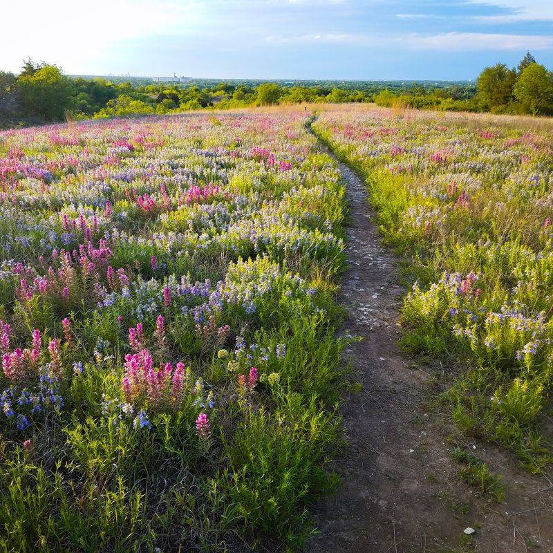 Tandy Hills Natural Area (Fort Worth)