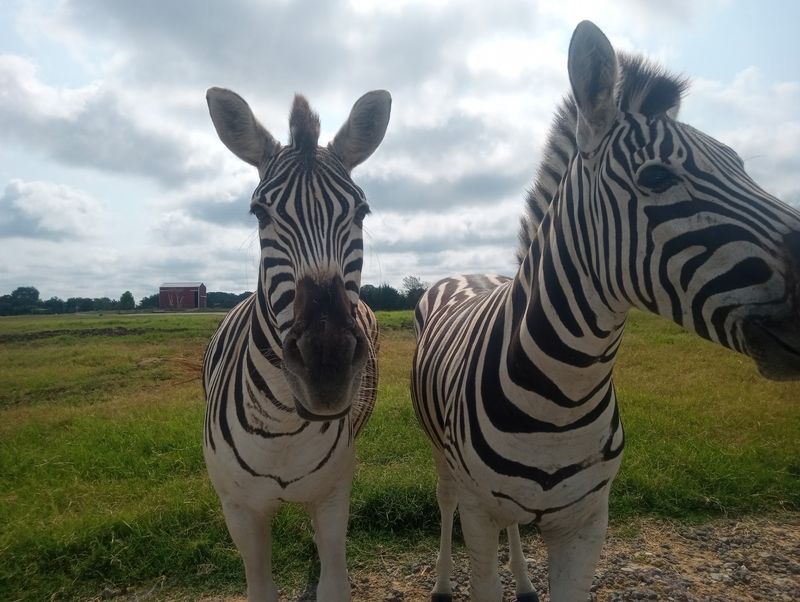 Tennessee Safari Park, Alamo Tennessee Safari Park, Alamo