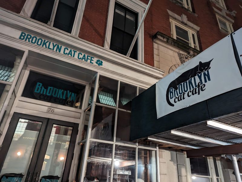 The Brooklyn Cat Cafe - 76 Montague St, Brooklyn, NY 11201