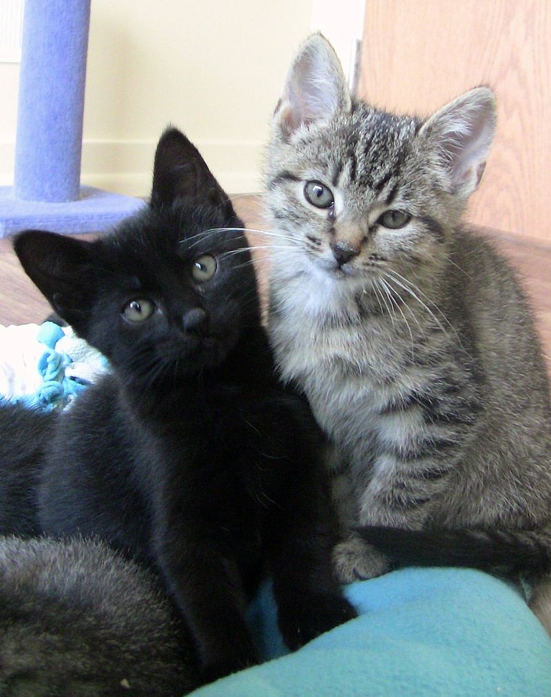 The Desperate Circumstances That Bring Cats Through Its Doors The Desperate Circumstances That Bring Cats Through Its Doors