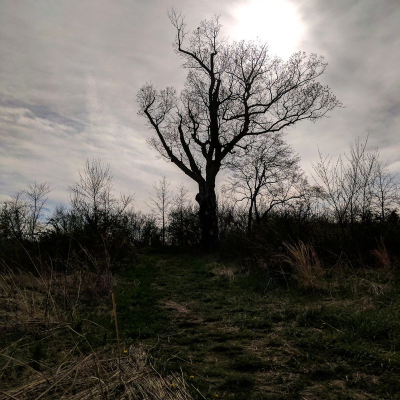 The Devil's Tree - Bernards Township