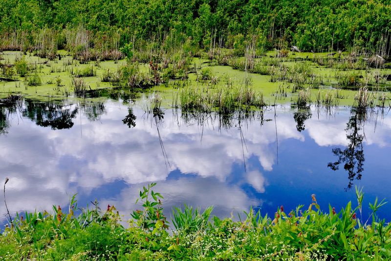 The Great Dismal Swamp The Great Dismal Swamp