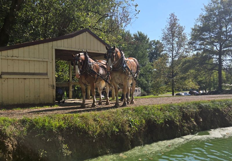 The Horses Are the Stars of the Ride