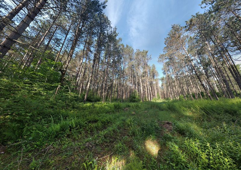 The Interpretive Trail Tells The Forest Story