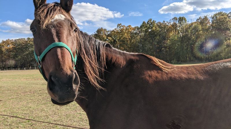 The Oasis Animal Sanctuary - Franklinville