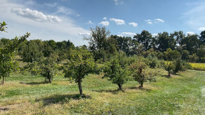 The Orchard Feels Refreshingly Uncommercial The Orchard Feels Refreshingly Uncommercial