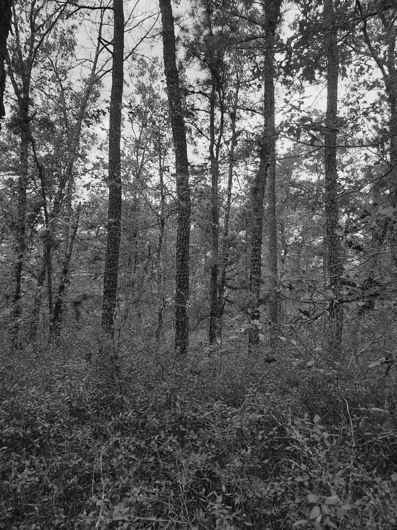 The Pine Barrens - South Jersey